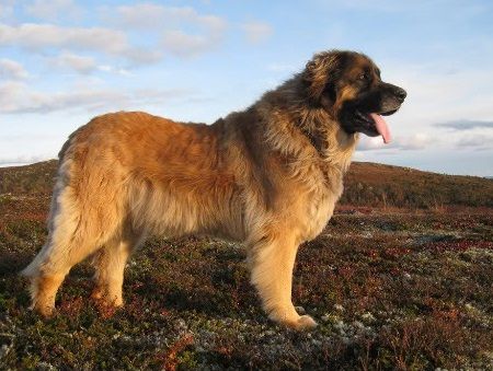 Anjing Leonberger