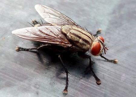Lalat
