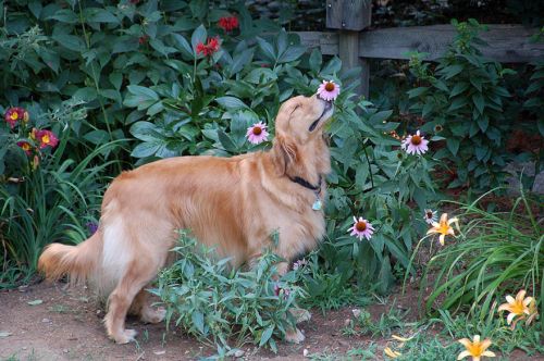 Binatang Mencium Bunga 10
