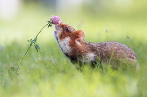 Binatang Mencium Bunga 7