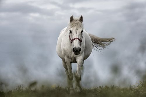 gambar kuda australia