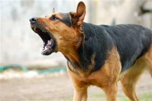 Anjing Menggonggong