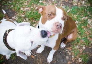 Foto anjing pit bull imut