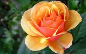 Mawar Peach