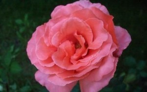 Mawar Pink