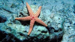 bintang laut anak sd