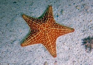 bintang laut anak sd