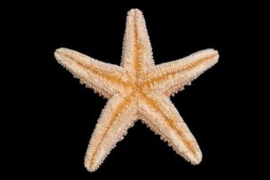hewan bintang laut