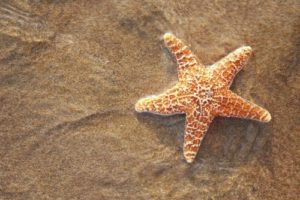 fauna bintang laut