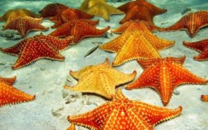 anatomi bintang laut