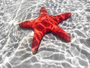 animasi bintang laut bergerak