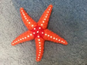 bintang laut dan bagiannya