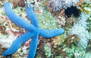 bintang laut warna biru