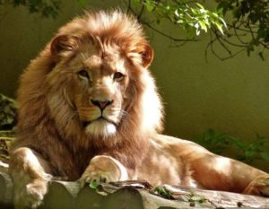 Singa Jantan Afrika
