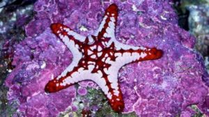 bintang laut paling bagus