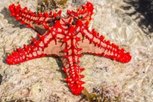 bintang laut merah