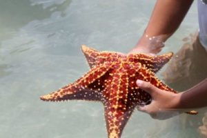 Ukuran asli bintang laut
