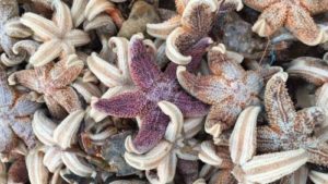 aneka jenis bintang laut