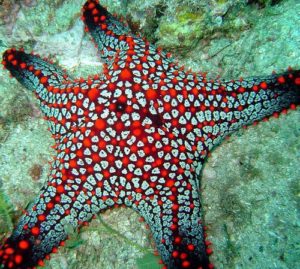 foto bintang laut yang cantik