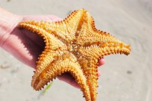 contoh gambar bintang laut