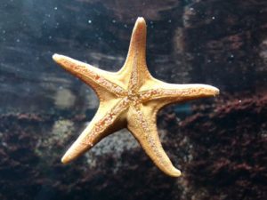 gambar bintang laut