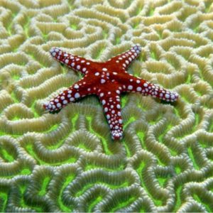 cari gambar bintang laut