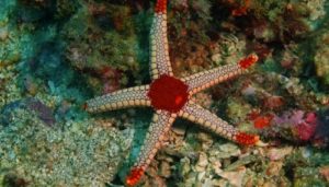cara membuat gambar bintang laut