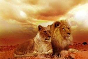 Singa Jantan Afrika