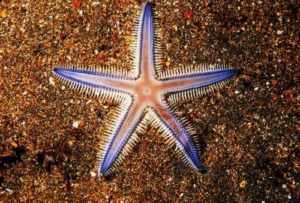 gambar bintang di laut