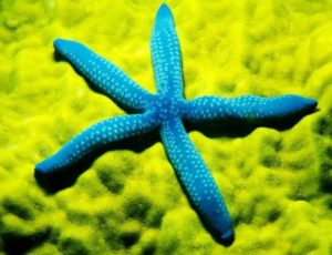 gambar dan keterangan bintang laut