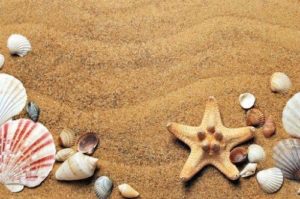 gambar hewan bintang laut
