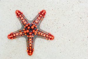 gambar daur hidup bintang laut
