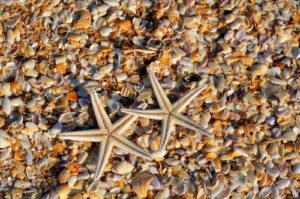 gambar siklus hidup bintang laut