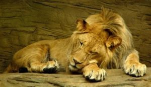 Gambar Singa Tidur