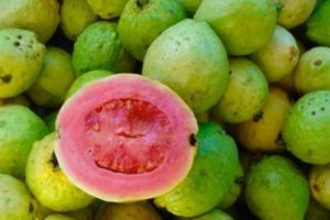 Gambar Jambu Merah