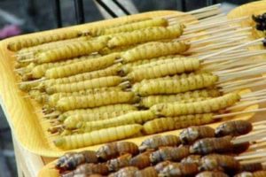 Sate ulat bulu