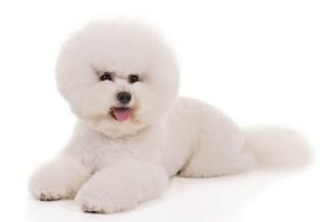 Gambar Anjing Bichon Frise