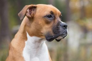 Gambar Anjing Boxer